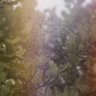 Posse- Perfect H / Voices