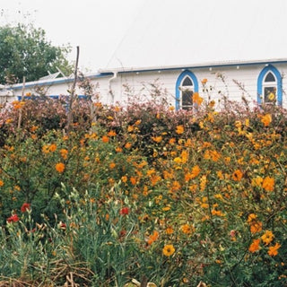 Kane Strang- Blue Cheese