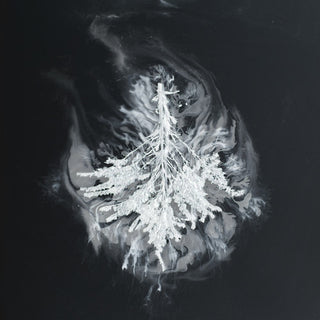 the album cover for Seabuckthorn - Turns