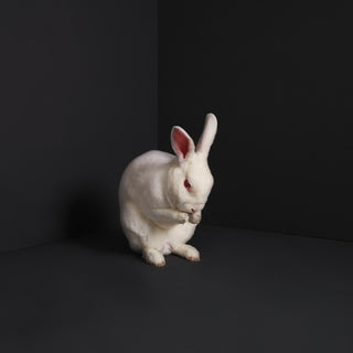 the album cover for Brume - Rabbits