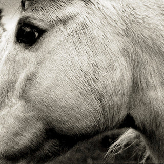 the album cover for Bonny Light Horseman - Bonny Light Horseman