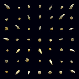 the album cover for clipping. - Visions Of Bodies Being Burned