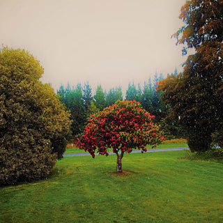 the album cover for Bats - Foothills