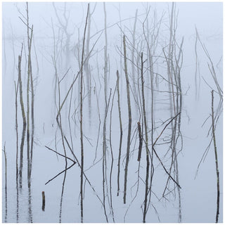 the album cover for Olhava - Frozen Bloom