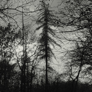 the album cover for Curse All Kings - Feral Earth