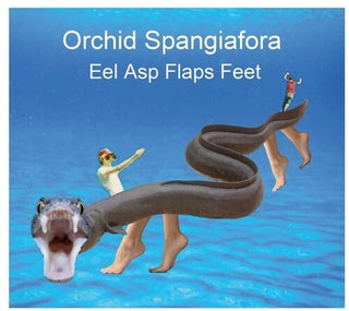 Orchid Spangiafora- Eel Asp Flaps Feet