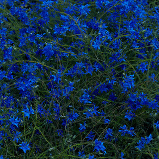 Jefre Cantu-Ledesma- Gift Songs