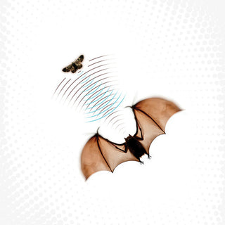 Prostitute- Attempted Martyr - Forest Green