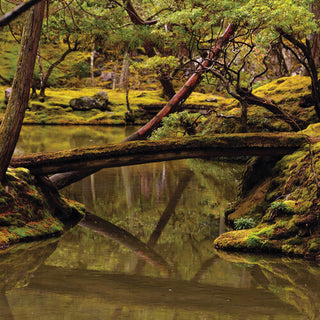 Rebecca Foon- Reverie