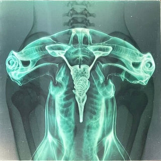 Eartheater- Shark Brain / Dolphin - Glow in the Dark Vinyl