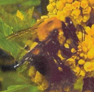 BRONCHO- Natural Pleasure