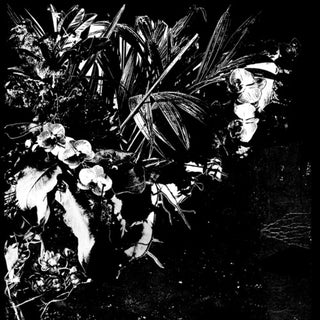 Jef Mertens- Orchid Alto