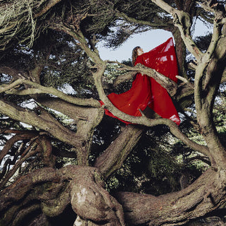 Hannah Frances- Nested In Tangles (CD)
