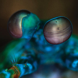 Melvin Gibbs- Amasia: Anamibia Sessions 2