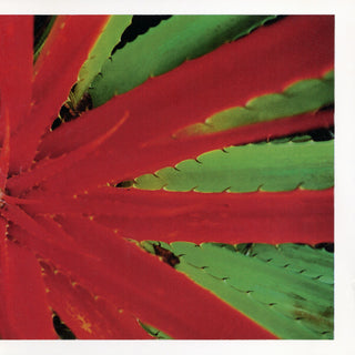 the album cover for Jejune - This Afternoons Malady