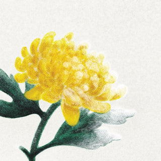 Spring Snow / Various- Spring Snow / Various