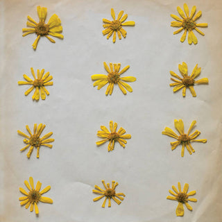 Molochs- Flowers In The Spring