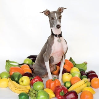 Shellac- Excellent Italian Greyhound (Black Vinyl)