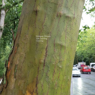 Wolfgang Tillmans- Life Guarding/ Growing