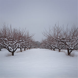 Mountain Movers- Apple Mountain (No CD)