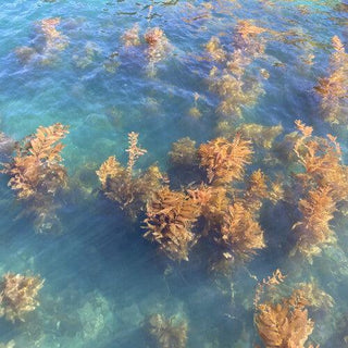 Turn on the Sunlight- Ocean Garden