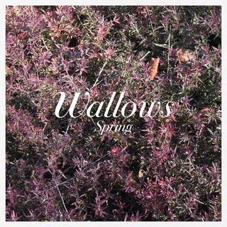 Wallows- Spring EP - Darkside Records